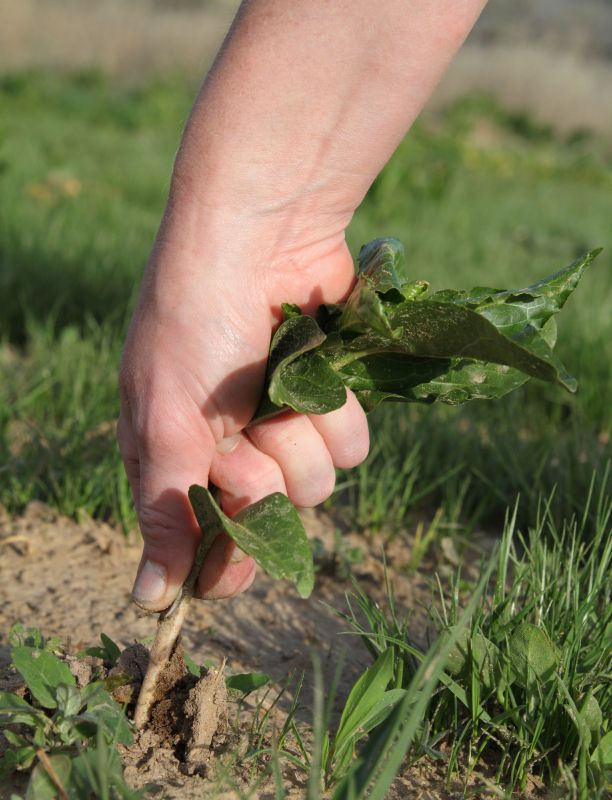 Garden Deweeding in Rockwall, TX