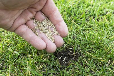 Residential Lawn Seeding in Honolulu, HI