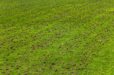 Aeration and Power Raking!