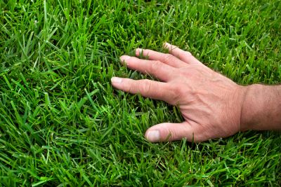 Enjoy a Healthy Lawn!